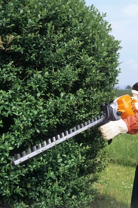 entreprise spécialisée en arboriculture a saint constant droite